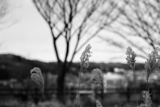 100 ACROS (27) のコピー 2.jpg