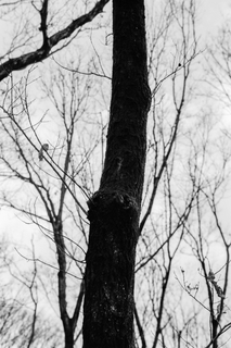100 ACROS (31) のコピー 2.jpg