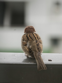 190529f .jpg