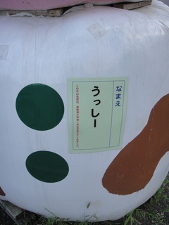 DSC01387.jpg