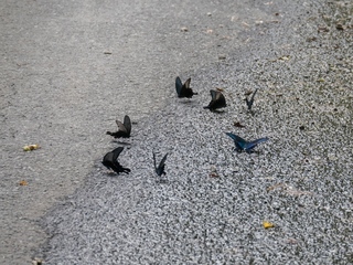 P1630320.jpg